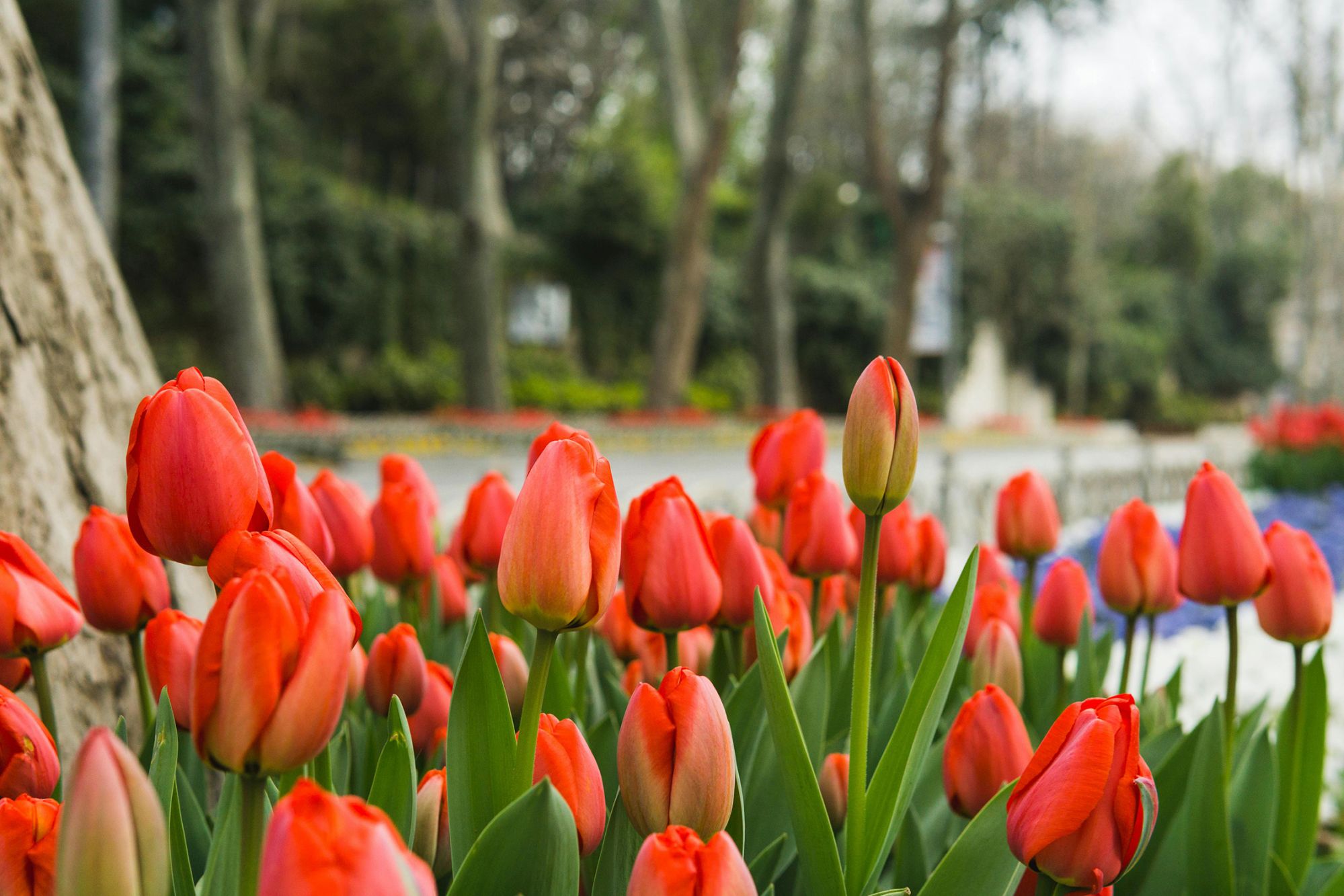 Czerwone tulipany w dużym ogrodzie