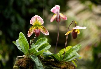 orchidea odmiany