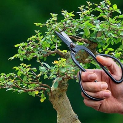 Nożyce do przycinania drzewek bonsai