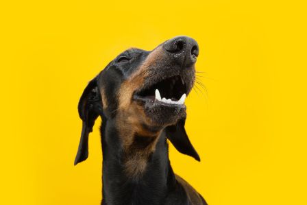 ile zębów ma pies