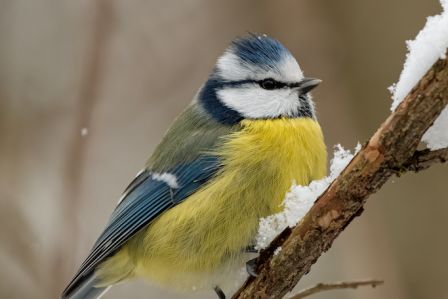 zwierzęta aktywna zimą