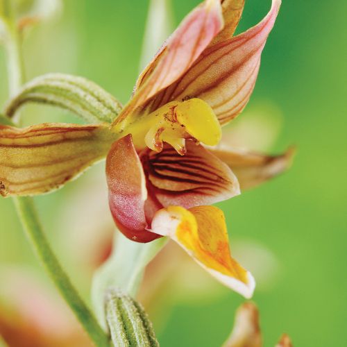 orchidea odmiany