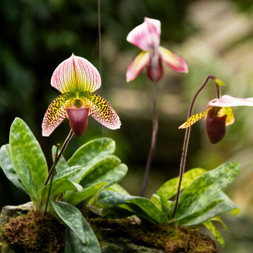 orchidea odmiany