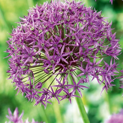 Allium stipitatum Violet Beauty