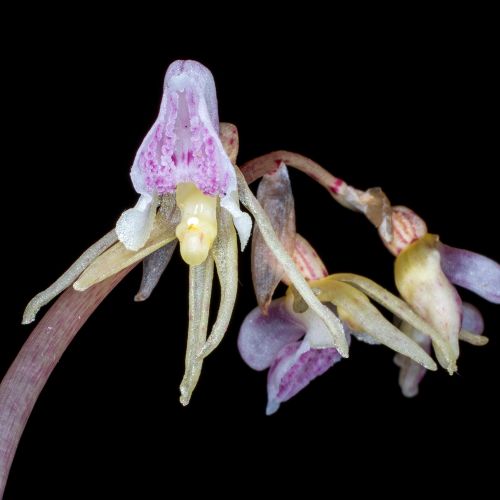 orchidea odmiany