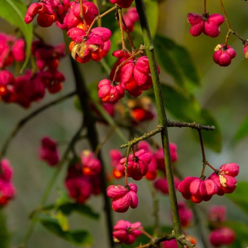 euonymus