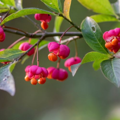 euonymus