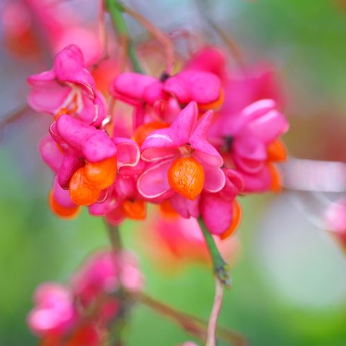 euonymus