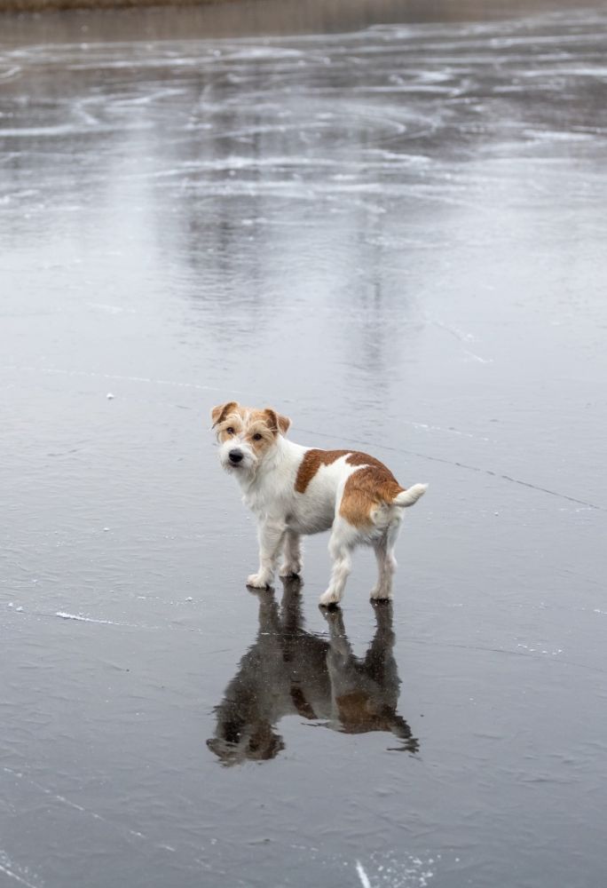 Pies zimą jack russel terier