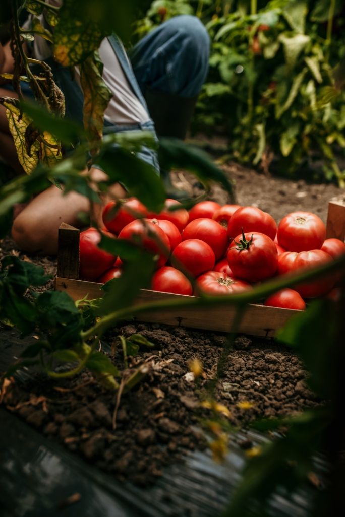 kalendarz biodynamiczny wrzesien 2024