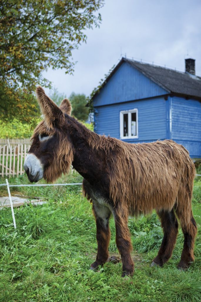 Zwierzęta z sesji Werandy Country: osiołek Gus z Osiołkowa