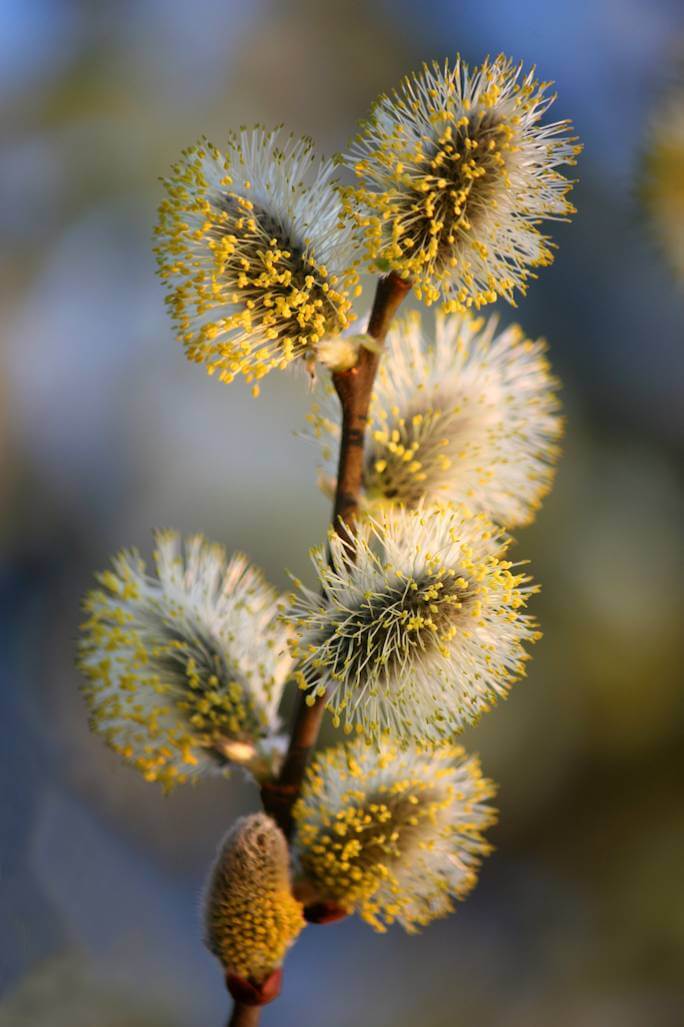 iwa pendula