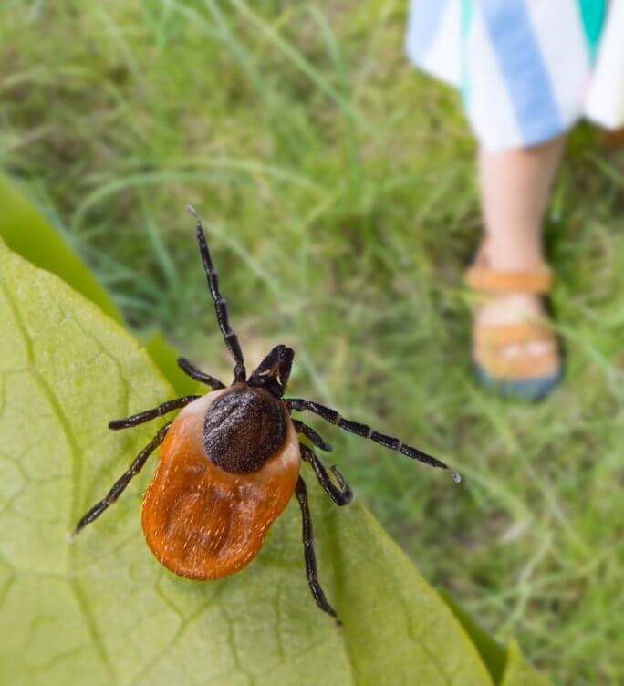 Kleszcze ixodes ricinus