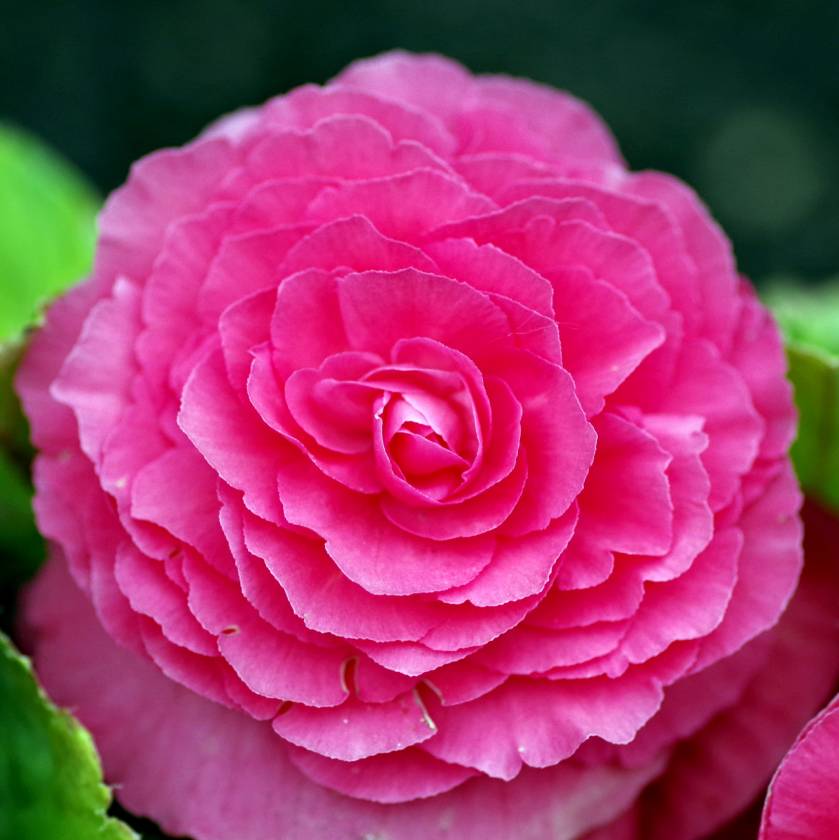 begonia